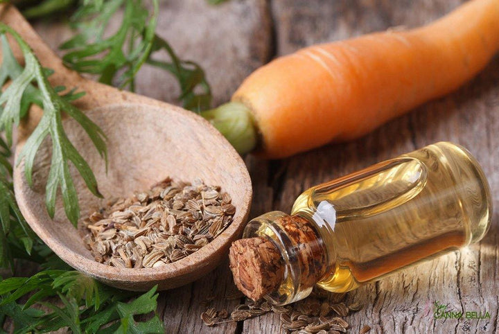 Beneficios del aceite esencial de Semilla de Zanahoria - Soy Canna Bella